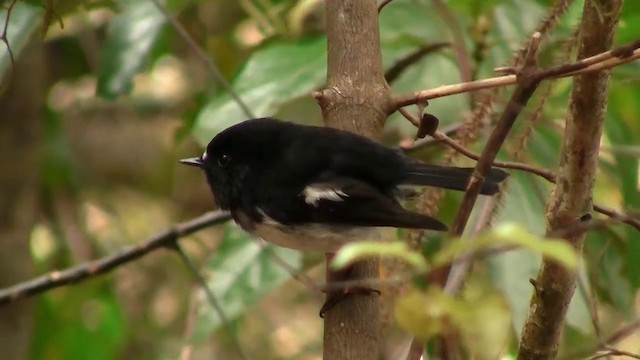 Tomtit Bülbülü [macrocephala grubu] - ML200913901