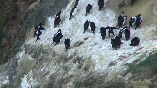 Cormoran caronculé - ML200914001