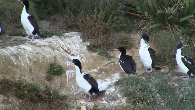 Cormoran caronculé - ML200914011