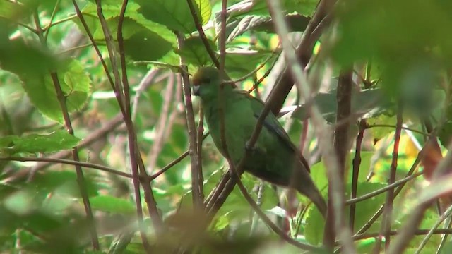 Malherbe's Parakeet - ML200914031