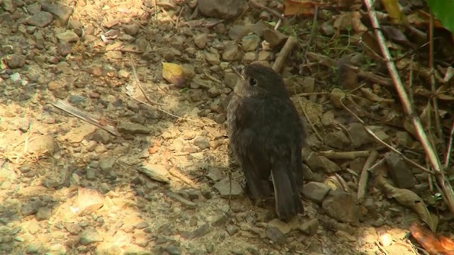 South Island Robin - ML200914101