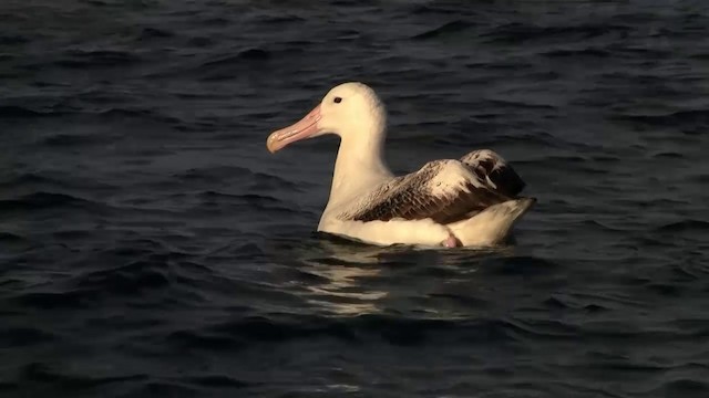 Southern Royal Albatross - ML200914431