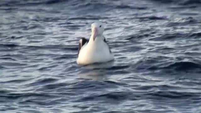 Southern Royal Albatross - ML200914491