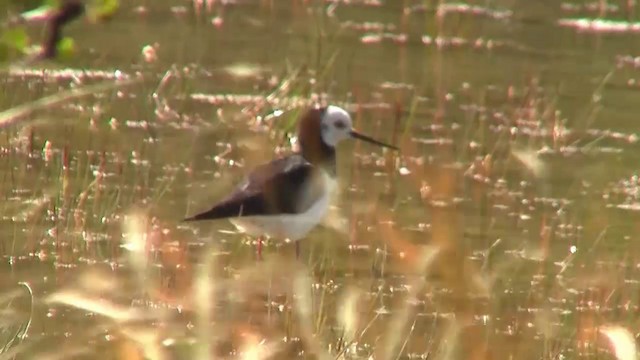 Pied x Black Stilt (hybrid) - ML200914611