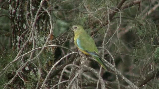 Perruche turquoisine - ML200914721