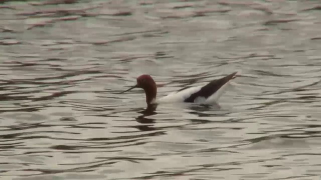 Red-necked Avocet - ML200914771