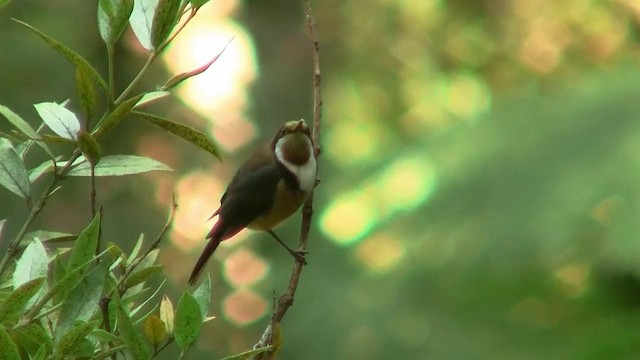 Eastern Spinebill - ML200914791