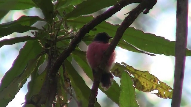 Pink Robin - ML200914881