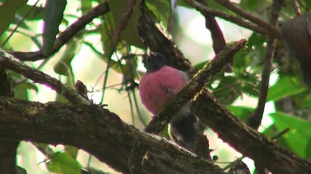 Pink Robin - ML200914891