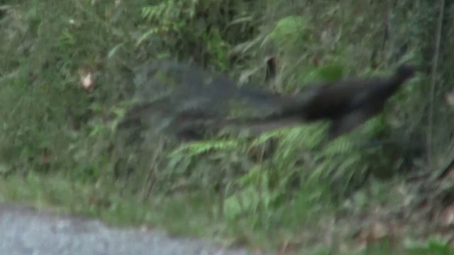 Superb Lyrebird - ML200914911