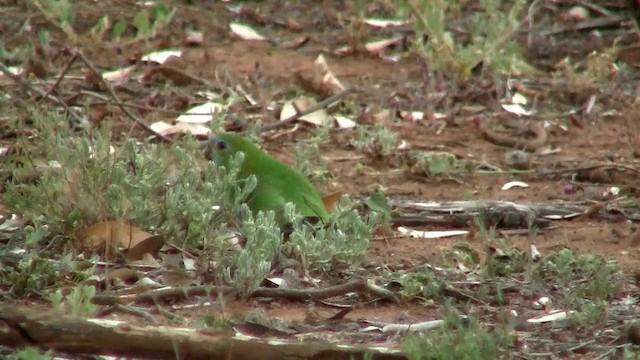 キキョウインコ - ML200915021