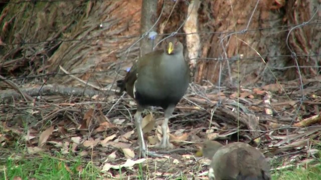 Tasmanian Nativehen - ML200915051