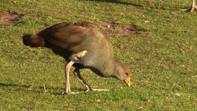 Tasmanian Nativehen - ML200915071