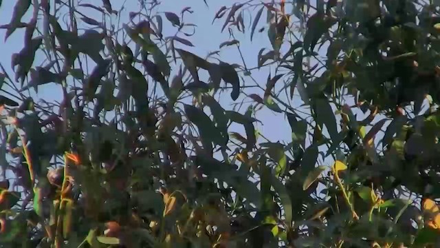 Yellow-throated Honeyeater - ML200915101