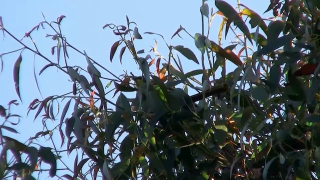 Yellow-throated Honeyeater - ML200915111