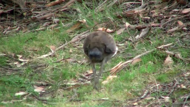 Tasmanian Nativehen - ML200915121