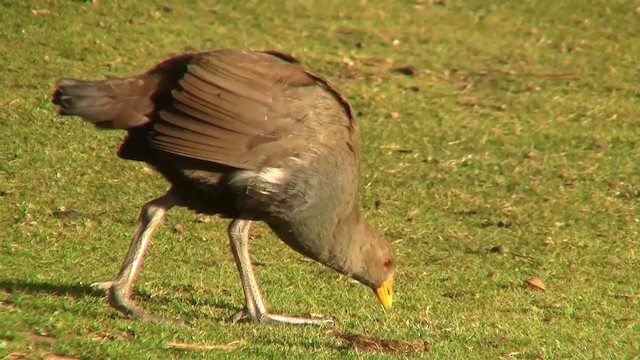 Tasmanian Nativehen - ML200915131