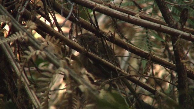 Bassian Thrush - ML200915151