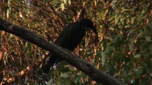 Black Currawong - ML200915161