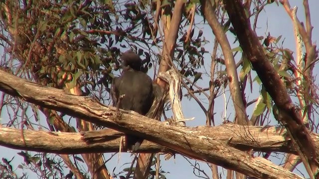 Black Currawong - ML200915171