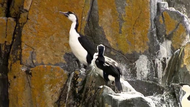 Black-faced Cormorant - ML200915191