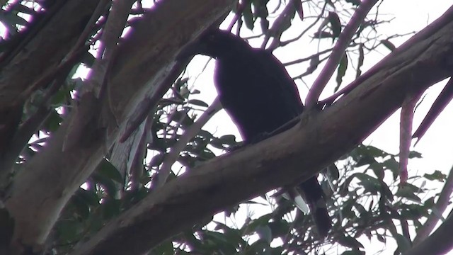 Black Currawong - ML200915221