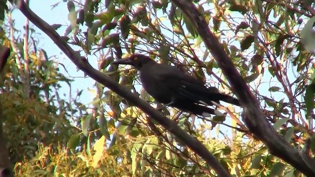 Black Currawong - ML200915231