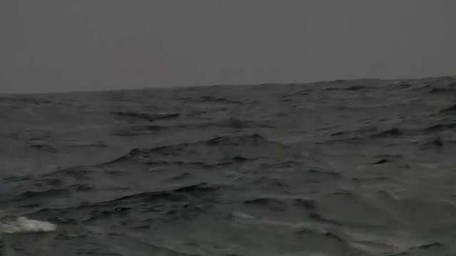Bulleralbatros - ML200915241