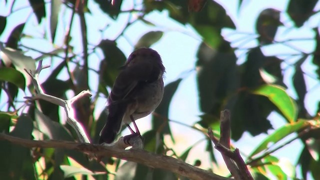 Dusky Robin - ML200915261