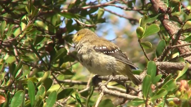 Pardalote de Tasmanie - ML200915281