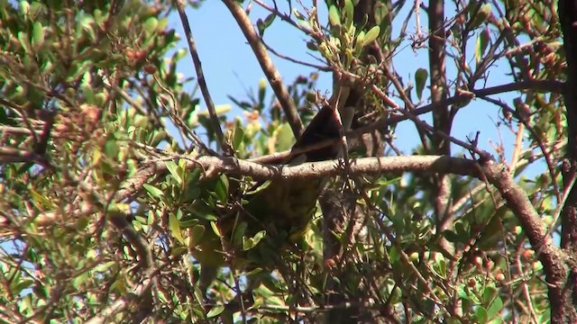 アカビタイキクサインコ - ML200915311