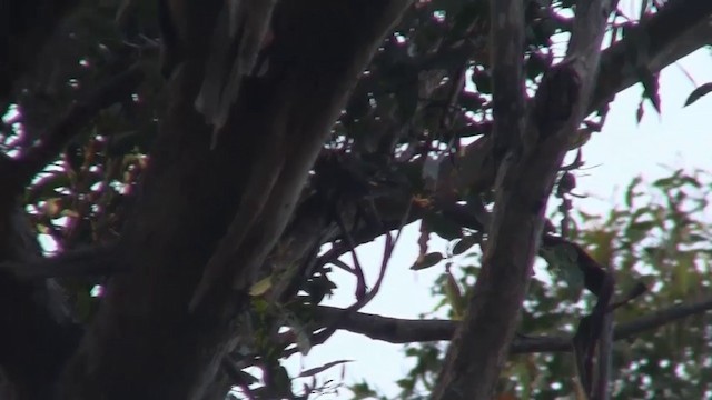 Black Currawong - ML200915321