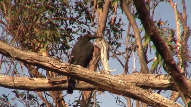 Black Currawong - ML200915331