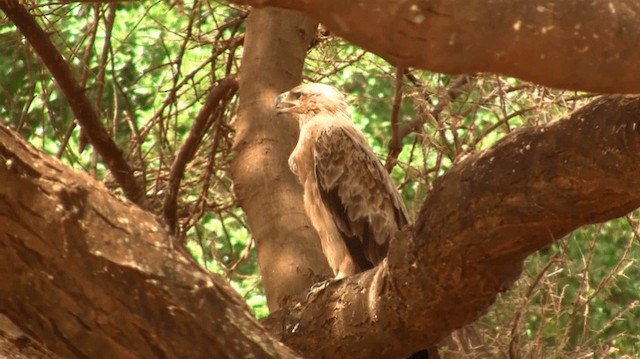 Tawny Eagle - ML200915341