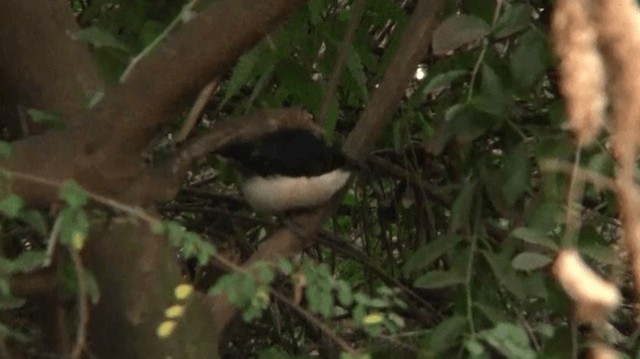 Tropical Boubou - ML200915351