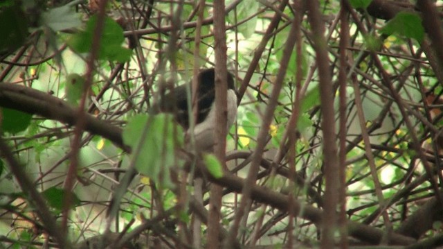 Tropical Boubou - ML200915361