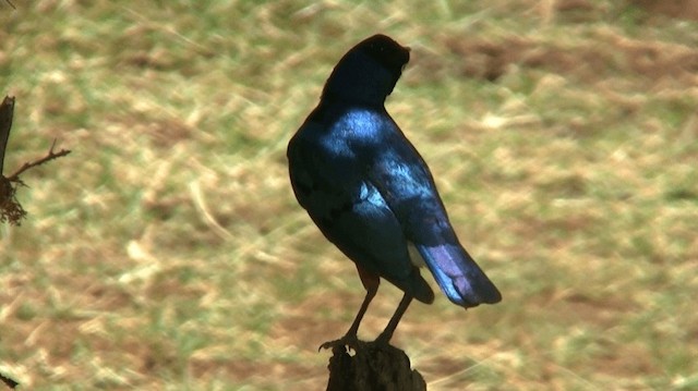 Superb Starling - ML200915401