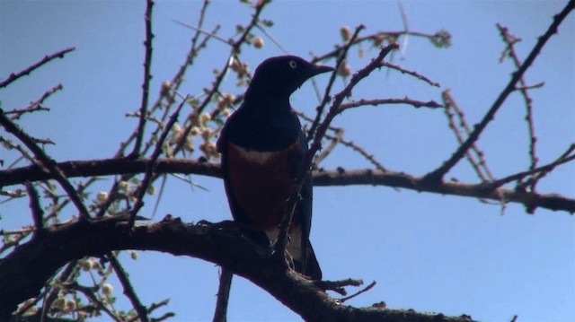 Superb Starling - ML200915411