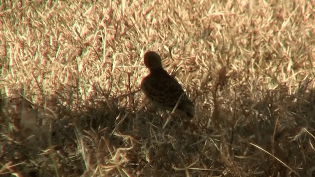 Double-banded Courser - ML200915421