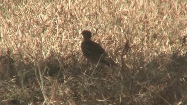 Double-banded Courser - ML200915431