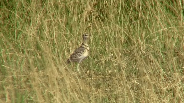 Double-banded Courser - ML200915441