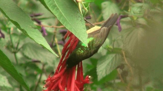 Usambara Double-collared Sunbird - ML200915451