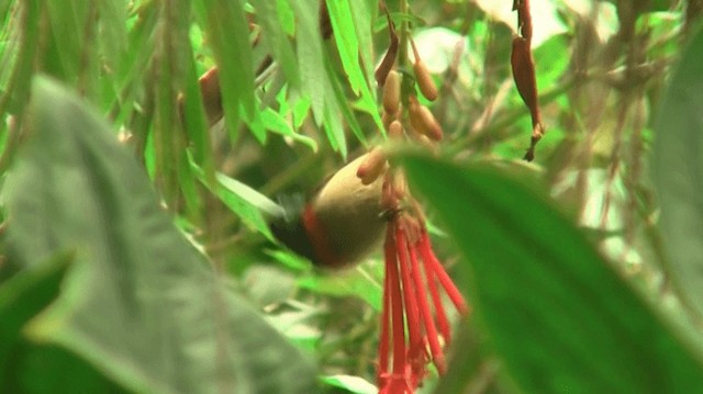 Usambara Double-collared Sunbird - ML200915461