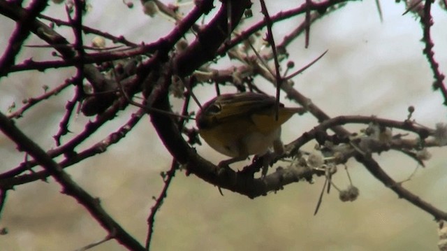 Village Weaver (Layard's) - ML200915521