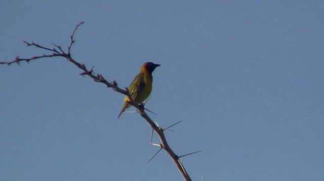 Vitelline Masked-Weaver - ML200915531