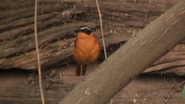 White-browed Robin-Chat - ML200915561