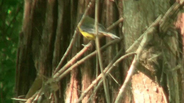 White-starred Robin - ML200915581