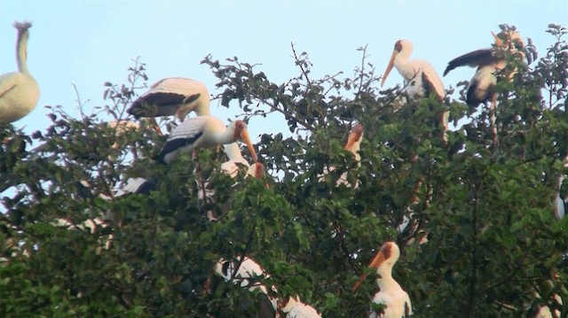 Yellow-billed Stork - ML200915621