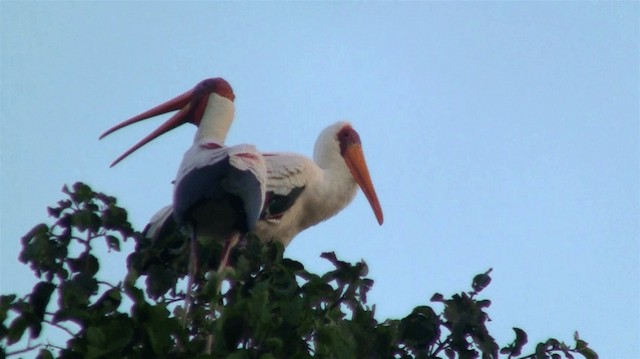 Yellow-billed Stork - ML200915631