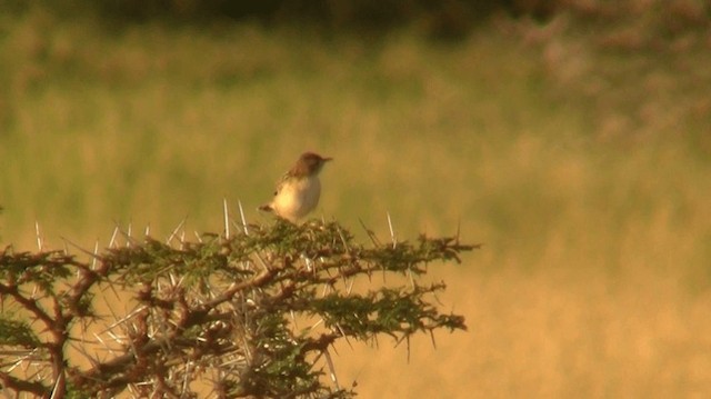 Zitting Cisticola (African) - ML200915781